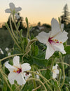 :COLLABORATE:REJUVENATE:CONNECT:ADAPT: