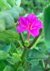 Four O'Clock, 'Beddu'