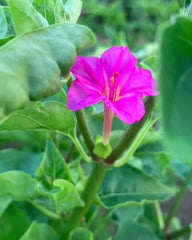 Four O'Clock, 'Beddu'
