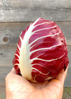 Radicchio (Rosso di Verona), 'Gaia'