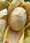 Radicchio (Giallo di Verona), 'Yellowstone'