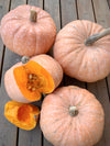 Winter Squash, 'Lower Salmon River'