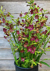 Nicotiana, 'Bronze Queen'