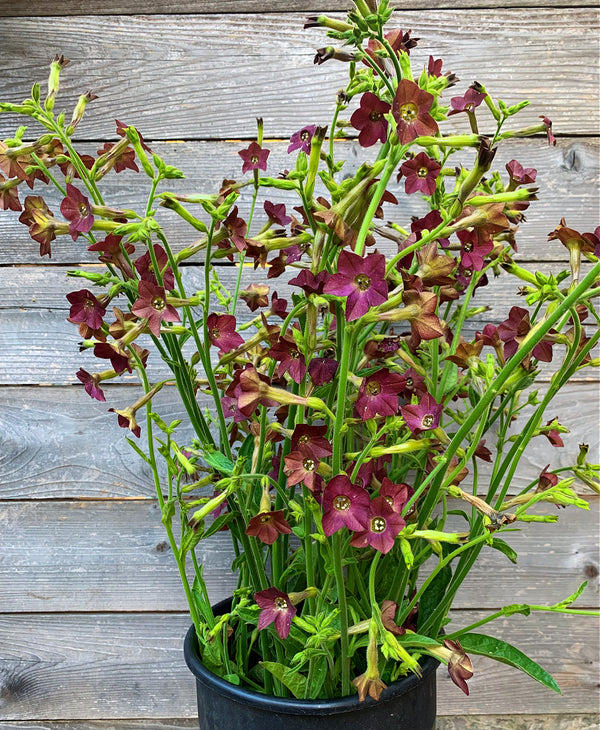Nicotiana, 'Bronze Queen'