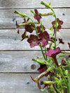 Nicotiana, 'Bronze Queen'