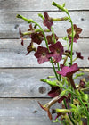 Nicotiana, 'Bronze Queen'