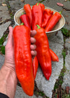 Sweet Pepper, 'Ros de Mallorca'