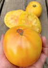 Tomato, 'Sandburg'
