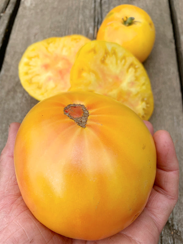 Tomato, 'Sandburg'
