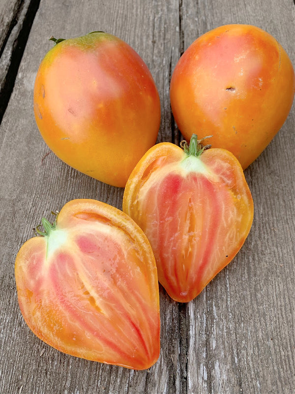 Tomato, 'Midnight Sun'