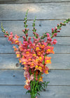 Snapdragon, 'Orange Wonder'