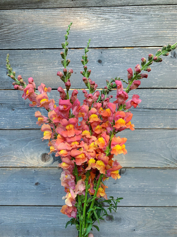 Snapdragon, 'Orange Wonder'