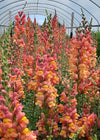 Snapdragon, 'Orange Wonder'