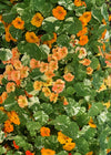Nasturtium, 'Alaska'