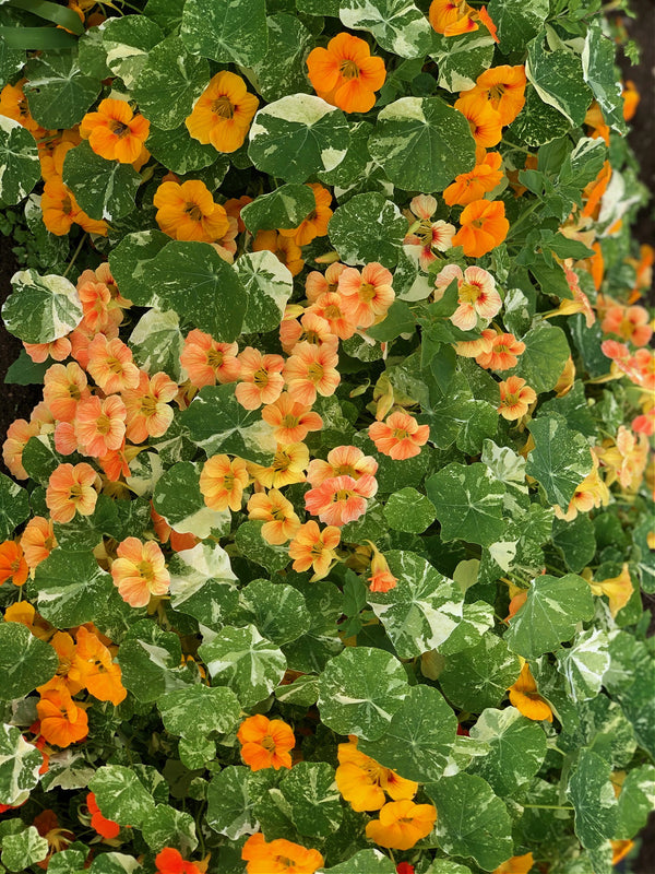 Nasturtium, 'Alaska'