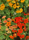 Nasturtium, 'Alaska'