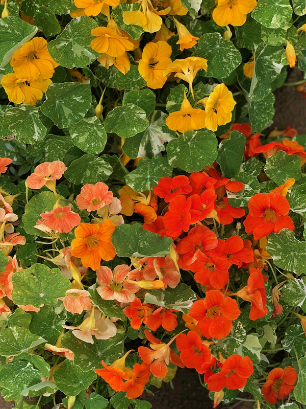 Nasturtium, 'Alaska'