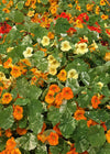 Nasturtium, 'Alaska'