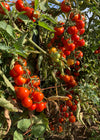 Tomato, 'Annarita'