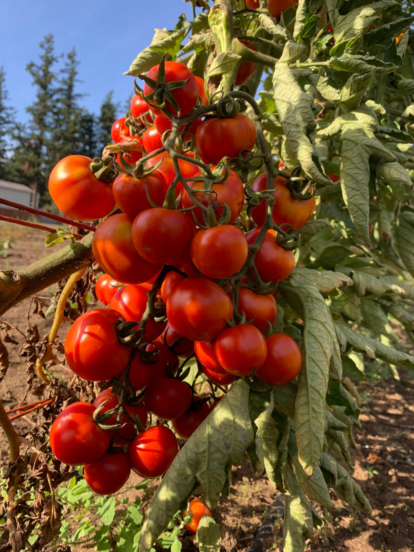 Tomato, 'Annarita'