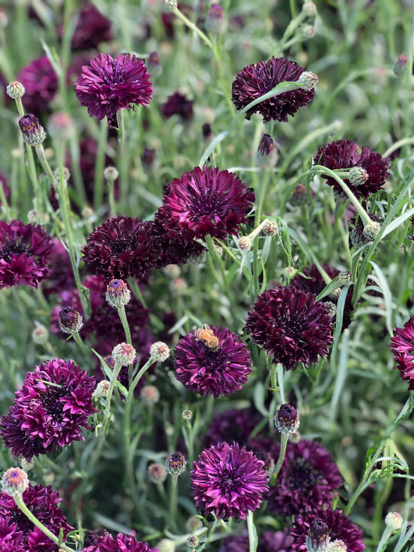 Bachelor's Button, 'Black Ball'