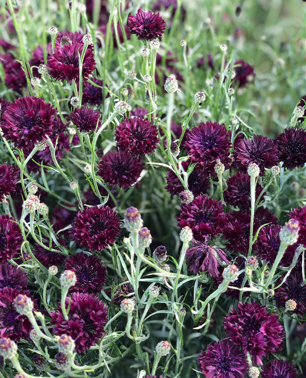 Bachelor's Button, 'Black Ball'