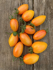 Tomato, 'Blush'