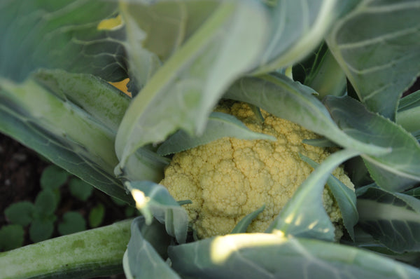 Cauliflower, 'Broccolo di Bassano (il Bonorivo)'