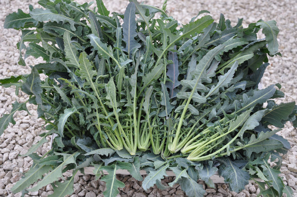 Broccoli, 'Broccolo Fiolaro di Creazzo'