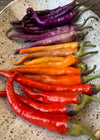 Hot Pepper, 'Buena Mulata'