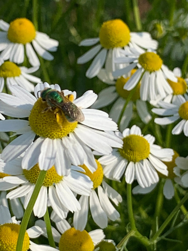 German Chamomile