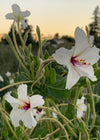 Four O'Clocks, 'Fairy Trumpets'