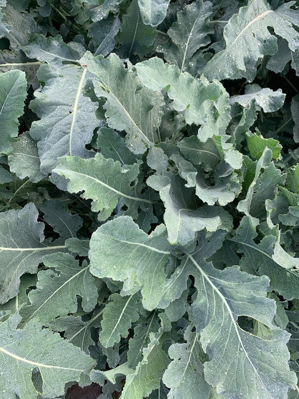 Broccoli, 'Broccolo Fiolaro di Creazzo'