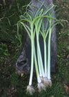 Leek, 'Lincoln'
