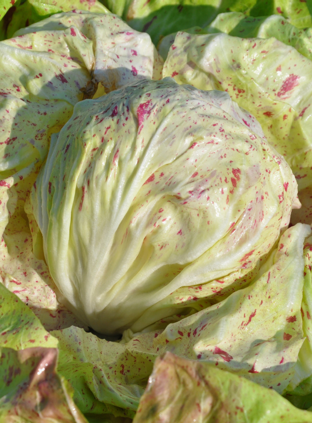 Radicchio (Variegato di Lusia), 'Delta'