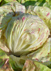 Radicchio (Variegato di Lusia), 'Delta'