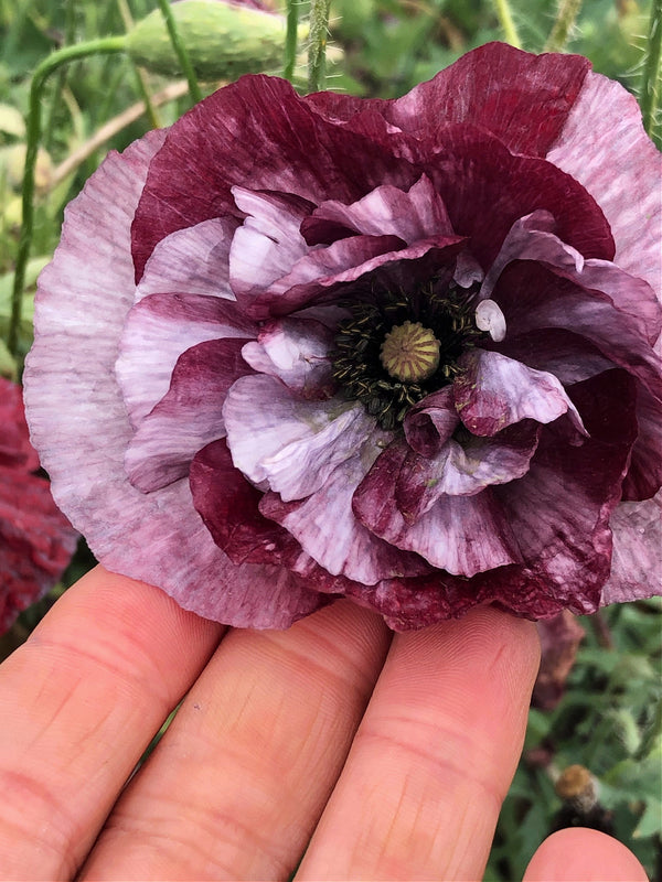 Poppy, Shirley, 'Pandora'