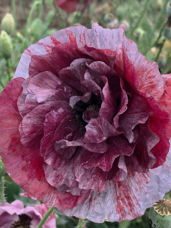 Poppy, Shirley, 'Pandora'