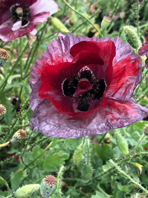 Poppy, Shirley, 'Pandora'