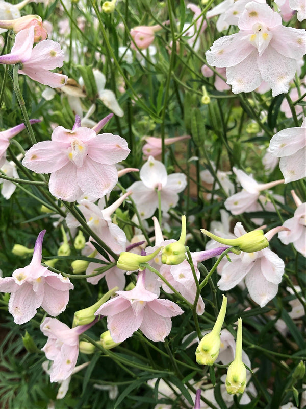Delphinium, Chinese, 'Pink Butterfly'