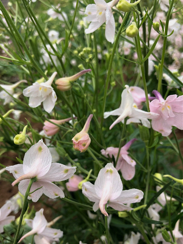 Delphinium, Chinese, 'Pink Butterfly'