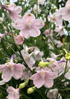 Delphinium, Chinese, 'Pink Butterfly'