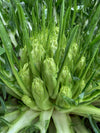 Chicory (Puntarelle di Galatina), 'Medusa'