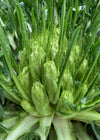Chicory (Puntarelle di Galatina), 'Medusa'