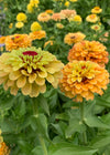 Zinnia, 'Queen Lemon Peach'