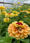 Zinnia, 'Queen Lemon Peach'