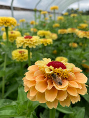 Load image into Gallery viewer, Zinnia, 'Queen Lemon Peach'