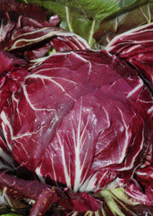 Radicchio (Rosso di Chioggia), 'Vesuvio'