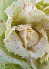 Radicchio (Variegato di Castelfranco), 'Beatrice'