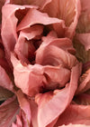 Radicchio (Rosa del Veneto), 'Rosato'